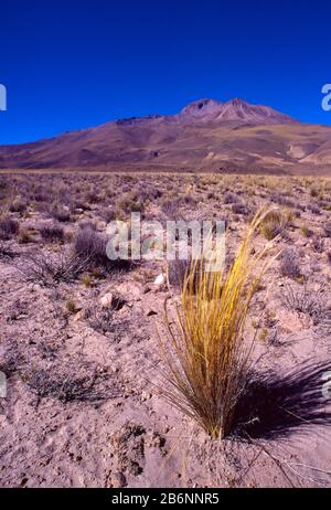 Peru, Altiplano, fast 16.000 Fuß Höhe. Ichu Gras. Stockfoto