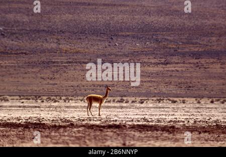 Peru, Altiplano, fast 16.000 Fuß Höhe. Vicuña. Stockfoto