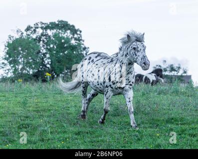 Appaloosa Pony Stockfoto