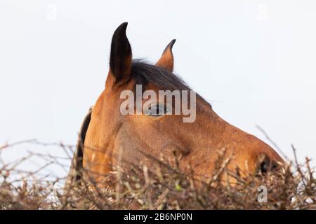 Ein Pferdekopf über einer dornigen Hecke. Stockfoto