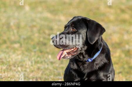 Eine schwarze Labrador Retriever Nahaufnahme. Stockfoto