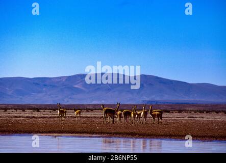 Peru, Altiplano, fast 16.000 Fuß Höhe. Vicuña. Stockfoto