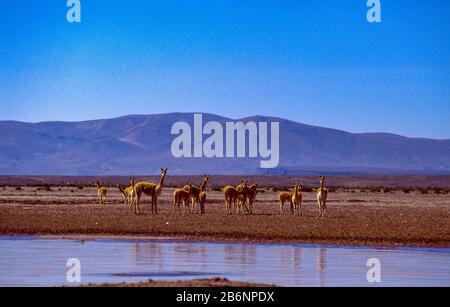 Peru, Altiplano, fast 16.000 Fuß Höhe. Vicuña. Stockfoto