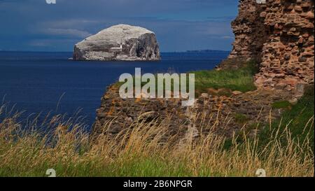 Europa, Schottland, Vereinigte Koenigreich, Großbritannen, England, Bass Rock, Stockfoto