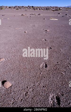 Peru, Altiplano, fast 16.000 Fuß Höhe. Vicuña Tracks. Stockfoto