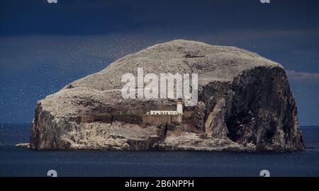 Europa, Schottland, Vereinigte Koenigreich, Großbritannen, England, Bass Rock, Stockfoto