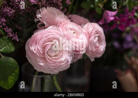 Ein Blumenstrauß aus hellrosa Ranunculi auf dem Grund von frischem Flieder im Laden zum Verkauf Stockfoto