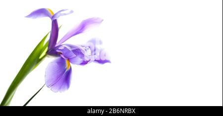 Lila Blume Iris Laevigata isoliert auf weißem Hintergrund, Nahaufnahme Foto mit weichem selektivem Fokus. Leere Einladung oder Postkarte mit leerem Spac Stockfoto