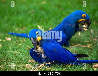 Zwei Hyacinth-Maas sitzen auf dem Gras und essen Nüsse. Südamerika. Brasilien. Pantanal National Park Stockfoto