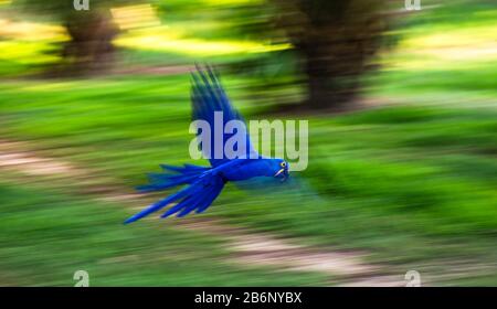 Hyazinth-Macaw sind im Flug. Südamerika. Brasilien. Pantanal National Park. Stockfoto