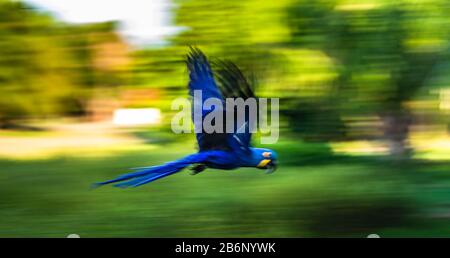 Hyazinth-Macaw sind im Flug. Südamerika. Brasilien. Pantanal National Park. Stockfoto