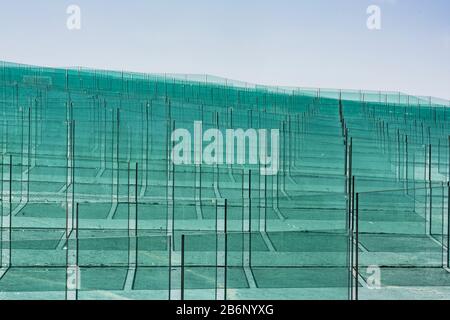 Blätter aus grünem, mildem Klarglas Stockfoto