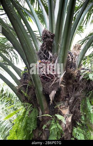 dh PNG Palmölindustrie IN der Plantage ALOTAU PAPUA-NEUGUINEA Palmenfrüchte Stockfoto