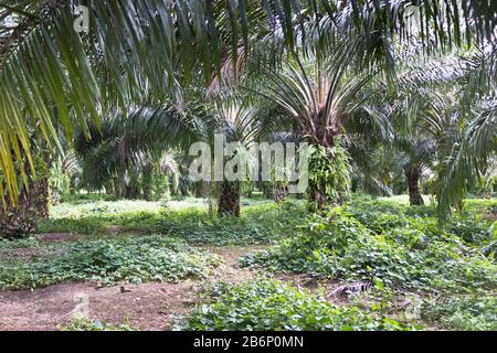 dh PNG Palmölindustrie ALOTAU PAPUA-NEUGUINEA Palmen im Wald der Abholzung von Plantagen Stockfoto