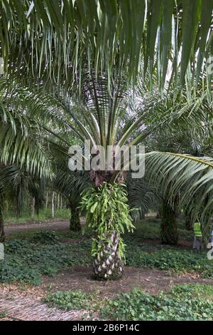 dh PNG Palmöl-Industrie ALOTAU PAPUA-NEUGUINEA Palmenfrüchte in Plantagen Abholzung von Waldbäumen Stockfoto