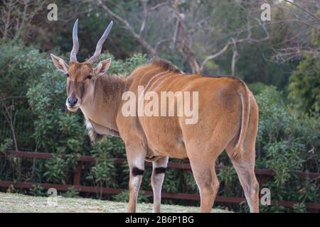 Porträt einer Taurotragus oryx, einer großen Eland-Antilope, auch Südantilope genannt Stockfoto