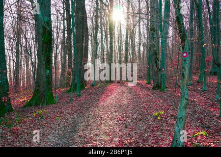 Die Sonne geht auf und weckt den magischen Wald Stockfoto