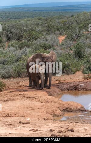 Elefantenmutter und Knabe, die an einem Wasserloch oder einer Wasserpfanne stehen und die Landschaft des Addo Elephant National Park, Ostkaps, Südafrika zeigen Stockfoto