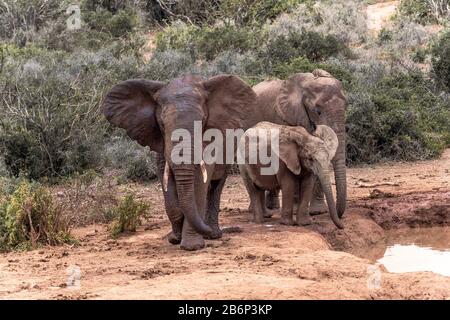 Elefanten kühlen sich in der Hitze des Tages im Addo Elephant National Park, Eastern Cape, Südafrika an einem Wasserloch oder einer Wasserpfanne ab Stockfoto