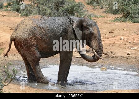 Afrikanischer Elefant sprüht Wasser über seinen Körper, um sich an einem Wasserloch im Addo Elephant National Park, Ostkaper, Südafrika abzukühlen Stockfoto