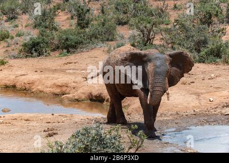 Afrikanischer Elefant sprüht Wasser über seinen Körper, um sich an einem Wasserloch im Addo Elephant National Park, Ostkaper, Südafrika abzukühlen Stockfoto