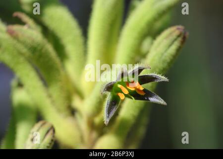 Anigozanthos flavidus ist eine Pflanzenart, die in Südwestaustralien vorkommt. Sie gehört zur Familie Haemodoraceae. Stockfoto