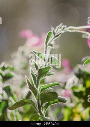 Petunia Blume in wunderschöner Sonneneinstrahlung. Nahaufnahme. Kopierbereich. Weichzeichnen, selektiver Fokus. Stockfoto