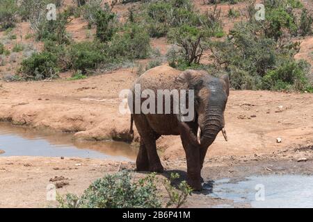 Afrikanischer Elefant sprüht Wasser über seinen Körper, um sich an einem Wasserloch im Addo Elephant National Park, Ostkaper, Südafrika abzukühlen Stockfoto