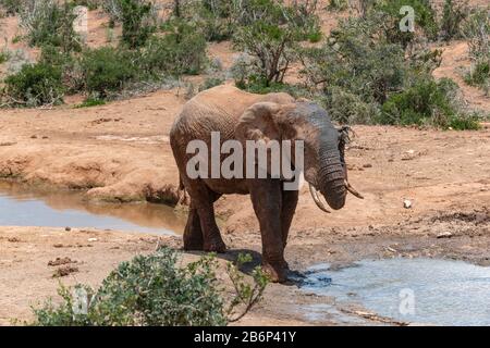 Afrikanischer Elefant sprüht Wasser über seinen Körper, um sich an einem Wasserloch im Addo Elephant National Park, Ostkaper, Südafrika abzukühlen Stockfoto