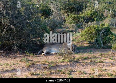 Löwen, (Panthera leo) männlich und weiblich eigentlich Bruder und Schwester, ruhen im Busch des Addo Elephant National Park, Ostkaps Stockfoto