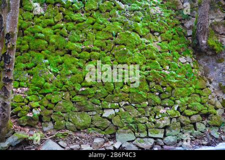 Steine versteckt vor grünen Moosen Stockfoto