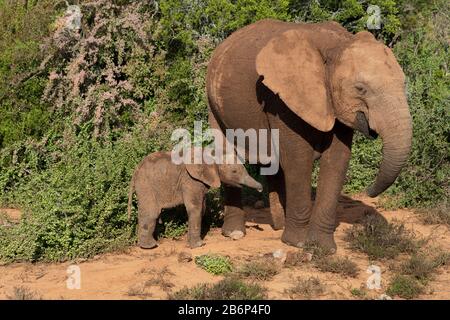 Mud-gekakelte Mutterelefant und Kalb haben ein Wasserloch besucht, das in der heißen Sonne im Addo Elephant National Park, Ostkaper, Südafrika steht Stockfoto