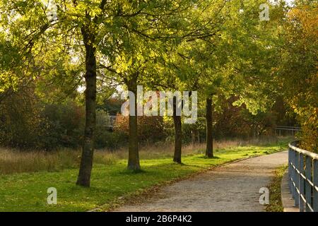 Eine Reihe von Bäumen neben einem Pfad in einem Park am Anfang des Herbstes mit Sonneneinstrahlung durch die Blätter Stockfoto