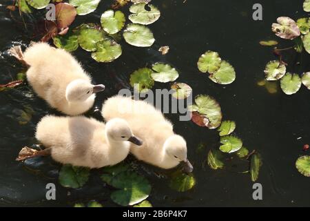 Eine Gruppe von Mute Swan Chicks (Cygnus olor), die in einem Teich unter Seerosen schwimmen Stockfoto