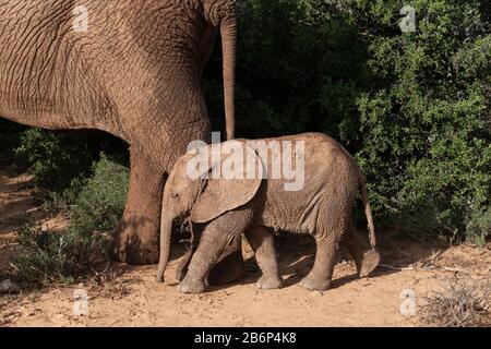 Mud-gekakelte Mutterelefant und Kalb haben ein Wasserloch besucht und durch den Addo Elephant National Park, Ostkaper, Südafrika, spaziert Stockfoto