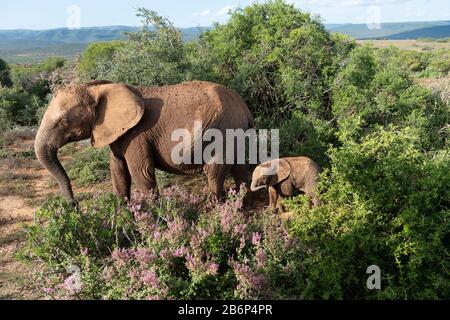 Mit Schlamm gekeckter Mutterelefant und Kalb, der durch den Addo Elephant National Park geht, mit Spekboom, der im Vordergrund blüht, Ostkaper, Südafrika Stockfoto