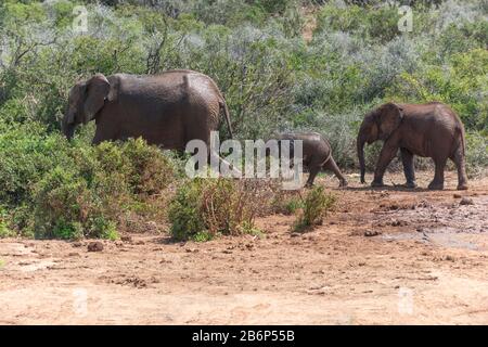 Elefantenfamilie, die in den Busch und weg von einem Wasserloch ging, wo sie sich im Addo Elephant National Park, Eastern Cape, Südafrika abgekühlt hatten Stockfoto