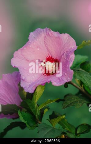 Farbenfroher rosafarbener Hibiskus, der am sonnigen Sommertag im Garten blüht. Rosafarbener Rosenglaum. Rosen-Hibiskus im Garten Stockfoto