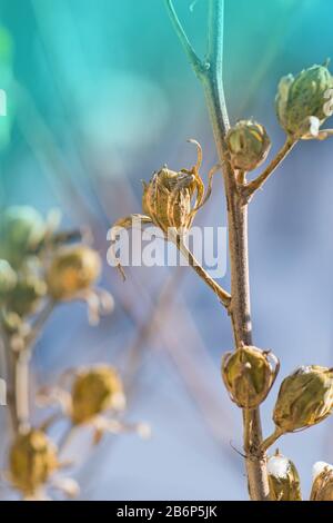 Hibiscus Samen im Winter. Braune und trockene Hibiskussamen. Hibiskusfrucht mit Samen Stockfoto