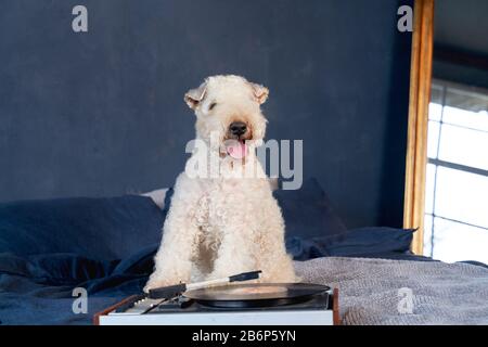 In der Wohnung liegen geschweifte Hunde auf dem Bett Stockfoto