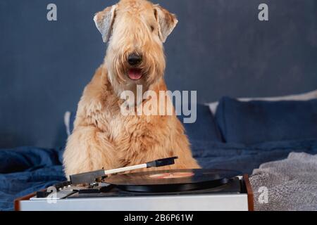 In der Wohnung liegen geschweifte Hunde auf dem Bett Stockfoto