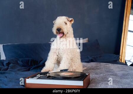 In der Wohnung liegen geschweifte Hunde auf dem Bett Stockfoto