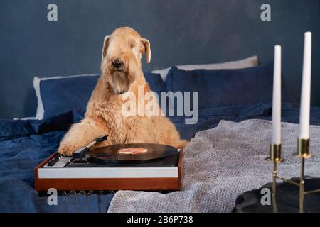 In der Wohnung liegen geschweifte Hunde auf dem Bett Stockfoto