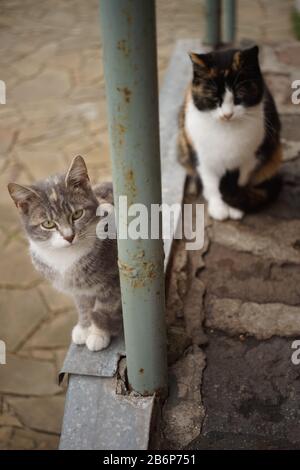 Zwei maneki neko Katzen sitzen im Hof. Mutter und Tochter. F. Stockfoto