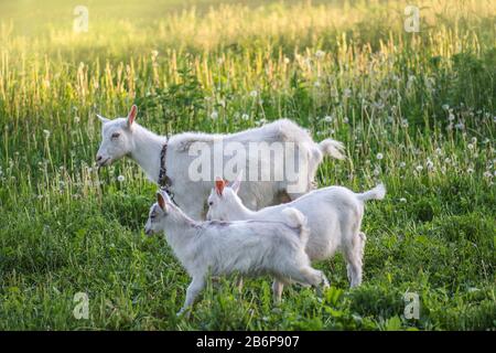 Ziegen auf Familienbetrieb. Herde von Ziegen spielen. Ziegenbock mit ihren Jungen auf dem Hof. Familie einer Mutter und ihrer Kinder Stockfoto