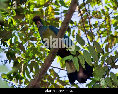 Der Größte der Turaco-Familie, der Große blaue Turaco, ist ein Vogel des hohen Baldachins und nicht so lautstark wie andere Mitglieder dieser bunten Familie Stockfoto