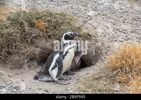 Penguin Eltern und Kind in Argentiniens Punta Tombo Stockfoto