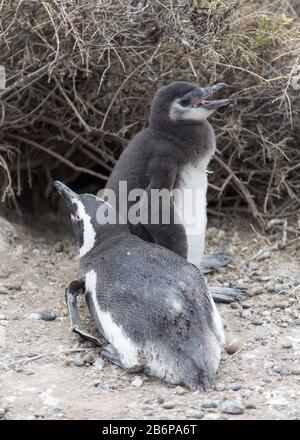 Penguin und Küken in Argentiniens Punta Tombo Stockfoto