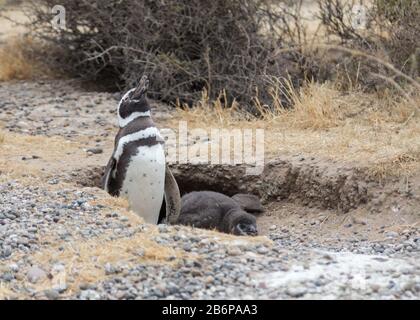 Penguin und Chicks in Argentiniens Punta Tombo Stockfoto