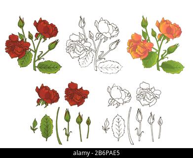 Handgezeichnete Rosen-Blumen-Clipart. Element im Blumendesign. Isoliert auf weißem Hintergrund. Vektorgrafiken Stock Vektor